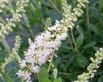 Clethra alnifolia 'Hummingbird' - Hummingbird Summersweet
