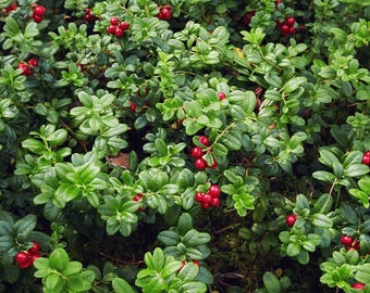 Bearberry (Arctostaphylos uva ursi)
