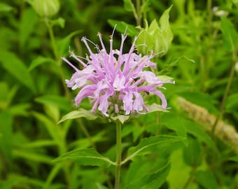 Monarda fistulosa - Wild Bergamot