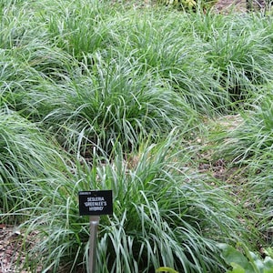 Sesleria x Greenlee Hybrid - Greenlee Moore Grass image 1