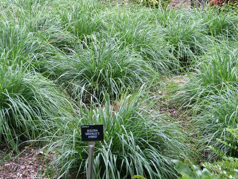 Sesleria x Greenlee Hybrid - Greenlee Moore Grass image 1