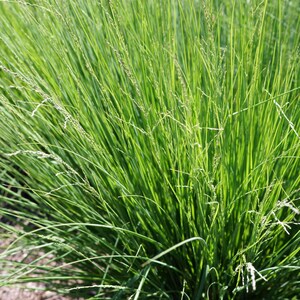 Sesleria x Greenlee Hybrid - Greenlee Moore Grass image 2