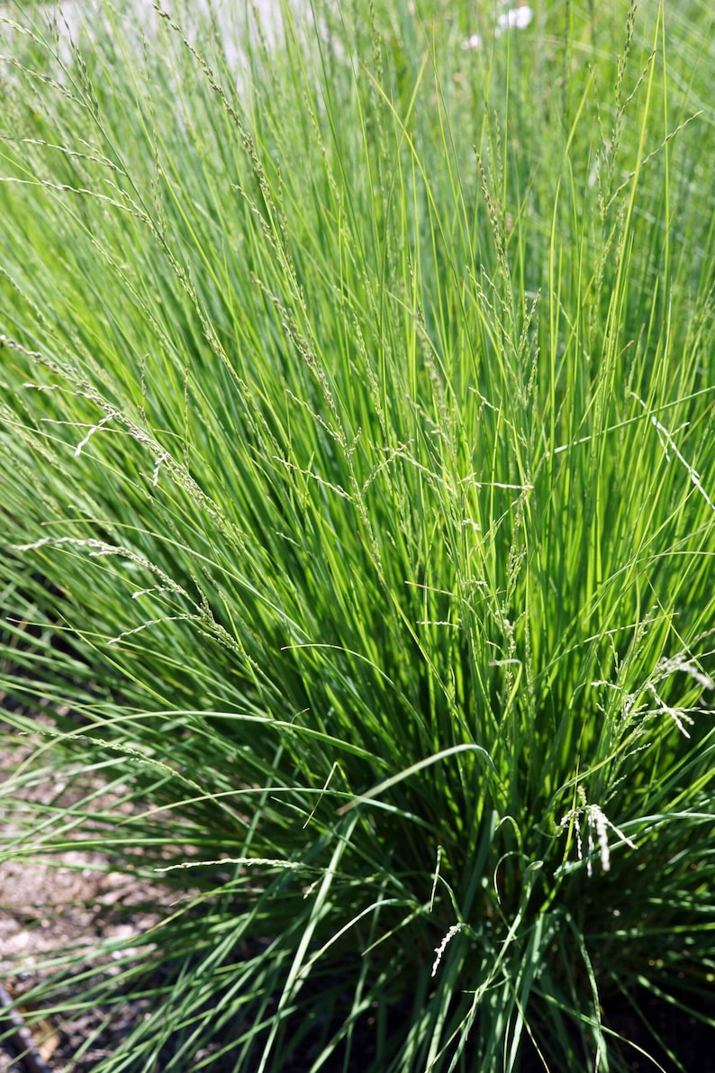 Sesleria x Greenlee Hybrid - Greenlee Moore Grass image 2