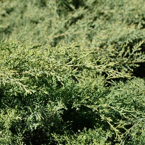 May include: Close-up of a dense, light green shrub with fine, needle-like leaves. The foliage has a soft, textured appearance, with varying shades of green and a hint of blue. The plant appears healthy and well-maintained.
