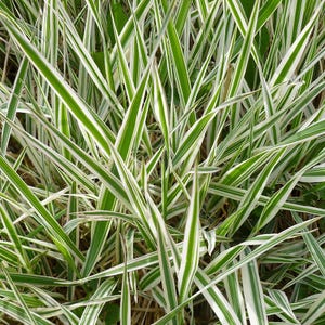Ice Dance Sedge - Carex morrowii,