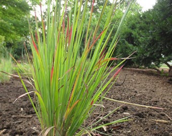 Standing Ovation Little Bluestem Live Plant: Drought-Tolerant Ornamental Grass