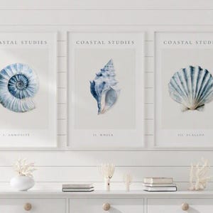 Könnte beinhalten: Drei gerahmte Wandbilder mit dem Titel Coastal Studies, die Aquarellillustrationen einer blauen Ammonite, einer Wellhornschnecke und einer Jakobsmuschel zeigen. Jeder Druck enthält den Text Coastal Studies oben und den Namen unten.