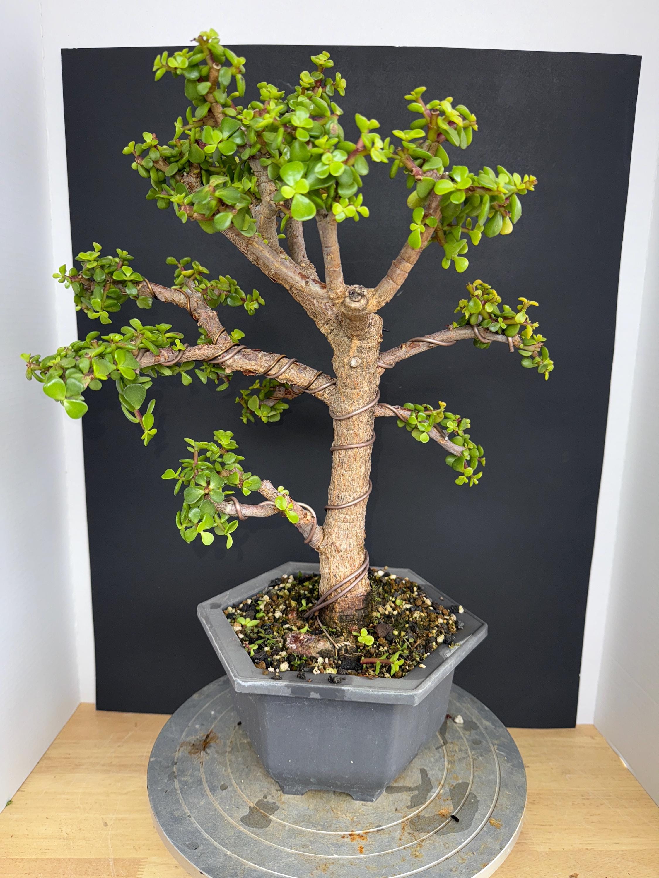 Cork Bark Portulacaria Afra Bonsai (frank Yee Lineage)  1520 Years Old |  2 Trunk | Formal Upright Style - Etsy