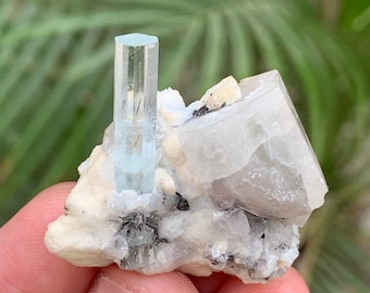 May include: A light blue aquamarine crystal stands upright, next to a larger, opaque, white crystal formation. The crystals are set on a matrix of off-white rock with black and gray inclusions. The background is blurred green foliage.