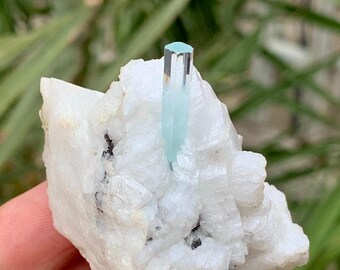 May include: A raw, natural aquamarine crystal specimen. The pale blue crystal is set in a matrix of white quartz with small black inclusions. The aquamarine crystal is a hexagonal prism, and the quartz matrix has a rough, uneven texture.