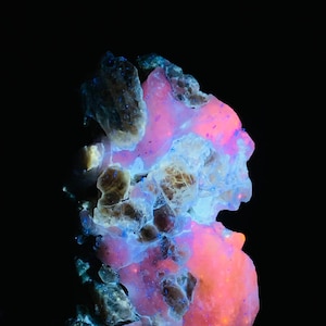 May include: A glowing mineral specimen with a dark background. The rock has a mix of colors, including pink, orange, and blue, with some areas appearing brown. The colors are vibrant and appear to be illuminated from within. The overall shape is irregular and textured.