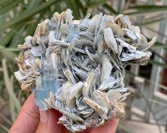 May include: A cluster of aquamarine crystals with a light blue hue, surrounded by a matrix of beige and gray mica flakes. The mineral specimen is held in a hand, showcasing its natural formation and texture.