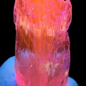 May include: A large, translucent pink crystal with a striated surface. The crystal is illuminated with a UV light, causing it to fluoresce a bright pink color.