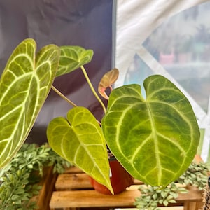 Fully Rooted Anthurium Crystallinum (A) | FREESHIP50