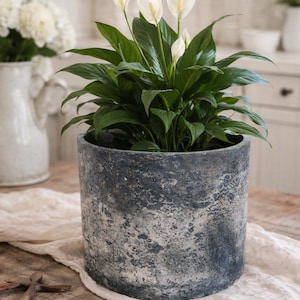 Maceta de hormigón de color personalizado – Maceta rústica de cemento