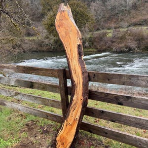 Live Edge Spalted Curvy Maple Slab - 89" x 11" x 3"