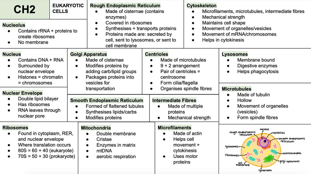 A Level Biology Full Revision Notes - OCR A (alle Themen 2-24) - Etsy.de