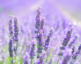 Lavender Fragrance Oil - 2 oz. Bottle (Paraffin, Soy, Skin-Safe)