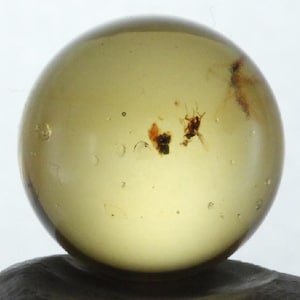 May include: A round, translucent amber sphere with a small insect trapped inside. The amber is a light yellow color and the insect is brown.