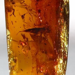 Può includere: Un pezzo di ambra con un insetto fossilizzato intrappolato al suo interno. L'ambra è di colore arancio intenso ed è traslucida, il che consente di vedere i dettagli dell'insetto. L'insetto è di colore marrone scuro e sembra essere una mosca.