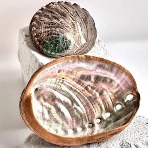 May include: Two abalone shells. One shell is closed, with a textured brown and green exterior. The other shell is open, revealing a pearlescent interior with pink, purple, and green hues. The shells rest on a white, textured surface.