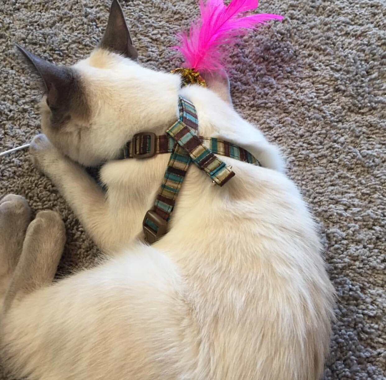 The Figure 8 Cat Harness by Neck Candy Collars choose your Etsy