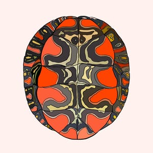 May include: A digital illustration of a turtle shell featuring a symmetrical pattern of vibrant orange, dark gray, and cream-colored segments. The design includes intricate, flowing lines that define the scutes, creating a bold, graphic representation of the underside of a turtle shell with a clean, flat aesthetic.