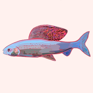 May include: A graphic illustration of a fish with a large, patterned dorsal fin. The fish is predominantly blue with red and pink details. The background is a pale peach. The artwork has a modern, graphic style, with a focus on colour and form.