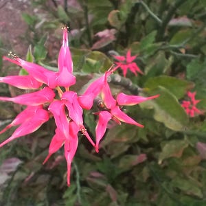 May include: Close-up of a cluster of bright pink flowers with elongated petals and yellow tips. The flowers are surrounded by green foliage, creating a vibrant contrast. The plant appears to be in a natural outdoor setting.