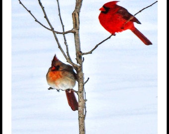 Cardinal s in the Snow - Pair Male and Female - Birds - Red - Tree - Snow - Winter - Nature - Landscape - Art Photo Art Prints By Dave Lynch