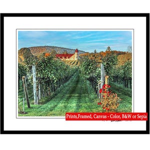 May include: A photograph of a vineyard with rows of grapevines leading to a building with a red roof in the distance. The vineyard is surrounded by trees and the sky is blue with white clouds. The text "Prints, Framed, Canvas - Color, B&W or Sepia" is at the bottom of the image.