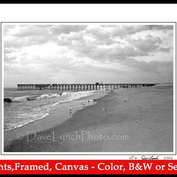 Sandbridge Beach VA Virginia - Virginia Beach - Pier - Shore Birds - Sea Gull - Black & White or Color Art Photography Prints by Dave Lynch