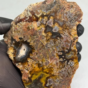 Puede incluir: Una losa pulida de piedra ágata con un patrón complejo de tonos marrón tierra, amarillo dorado y negro profundo. La superficie muestra intrincadas inclusiones dendríticas, formaciones cristalinas y una pequeña cavidad de geoda central.