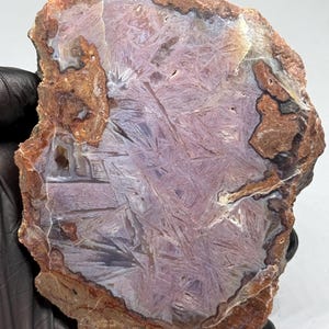 May include: A polished slab of plume agate featuring a central lavender and light purple crystalline pattern with sharp, needle-like inclusions. The stone is surrounded by a thick, rough, reddish-brown outer crust with natural mineral deposits.