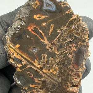 May include: A polished, irregularly shaped stone with a dark brown base color. The stone features intricate patterns in shades of orange, white, and black, resembling a natural agate or geode slice. The stone is held by a gloved hand.