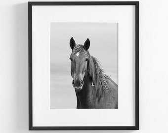 Curious Mare, grote paardenprint, paardenportret, paardenfotografie in zwart-wit
