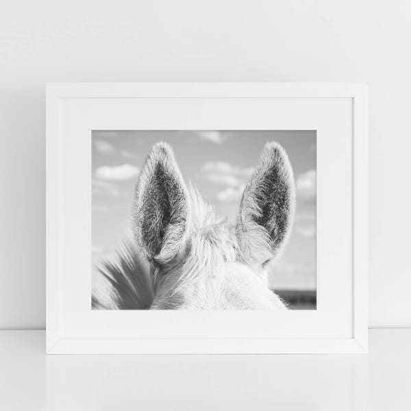 Horse Ears, Close Up Equine Photograph in Black and White, Physical Print