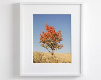 Red Tree Photograph with Blue Sky, Autumnal Turning, Vertical Fall Photography