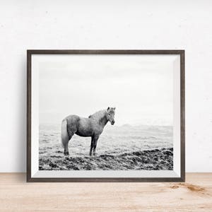 Icelandic Horse, Black and White Landscape Photograph, Equine Art, Physical Print image 1