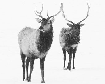 Elk art | Etsy