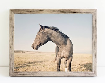 Midcentury Horse Photograph, Color Horse Physical Print