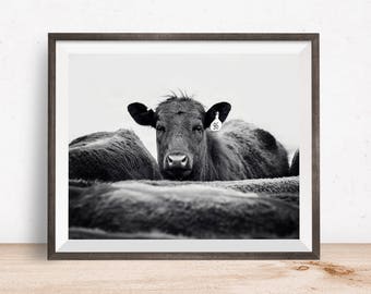 Cattle Photograph in Black and White, Ranch Animal Photography, Angus Cow, Physical Farm Print