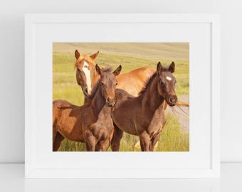 Mother and Baby Animal Photograph, Horse Photography, Color Horse Art, Physical Print