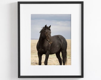 Black Horse Photograph in Color, Young Black Stallion with Blue Rainstorm Sky, Equine Photography, Wild Horse Vertical