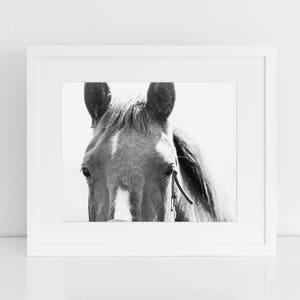 Close Up Horse Print in Black and White, Horse Eye Photo image 1