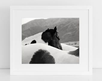 Paint Horse Photograph in black and white, Western Horse Photography, Physical Print