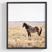 see more listings in the Horses in Color section