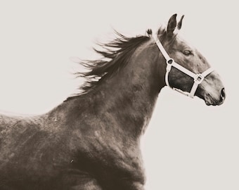 Fotografia de cavalo correndo em tons sépia, arte equestre em estilo vintage.