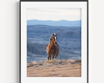 Wild Horse Running Photography in Color, Wester Wall Art, Horse Prints