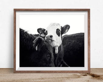 Fotografía de vacas en blanco y negro / Farmhouse Wall Art